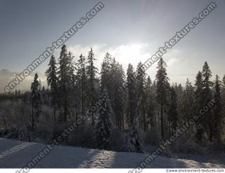 background forest winter 0001